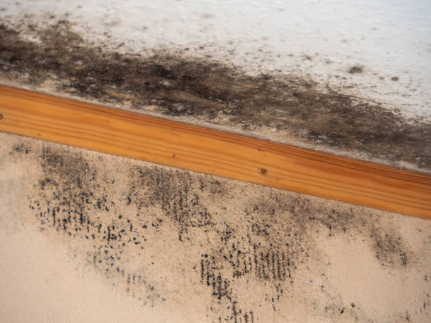 Best Airborne Mold Testing  in Atwater, CA