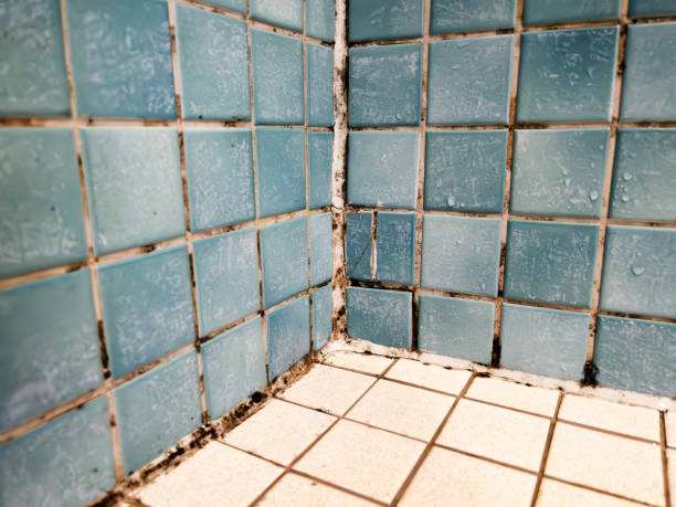 Professional Mold Removal in Atwater, CA